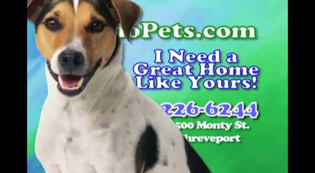 Animal Services Commercial