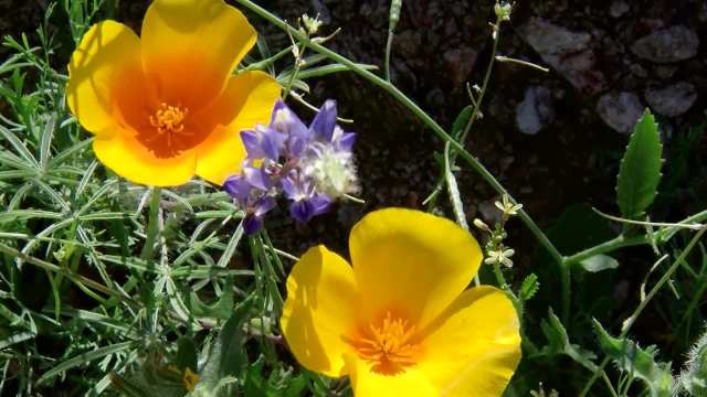 Go Wild for Flowers