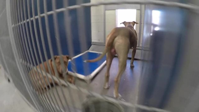 Spay and Neuter your pets