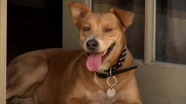 Animal Care & Control: No Judgment Zone