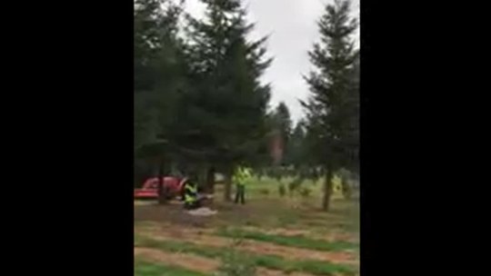 13 - Christmas Tree Being Cut Down.3gp