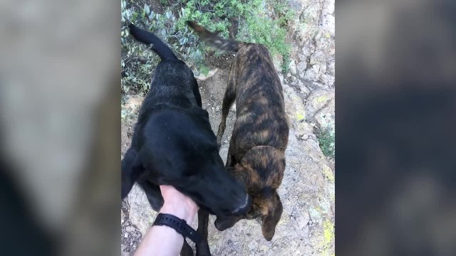 County employee rescues dogs from top of mountain 