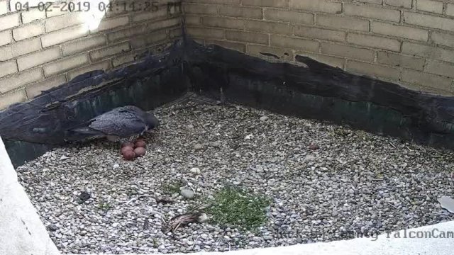 5th Egg Revealed