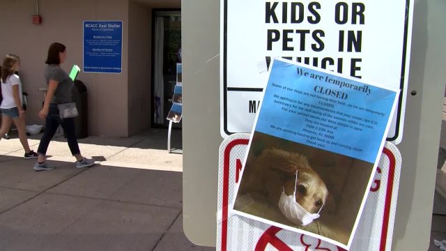 Distemper Cases