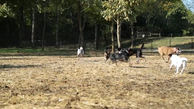 Furfield Dog Park Opening Day