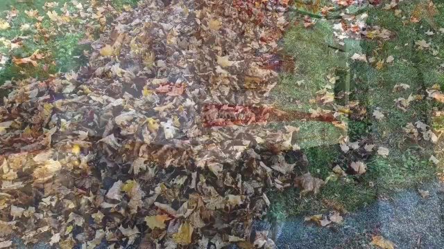 Fall Leaf Video