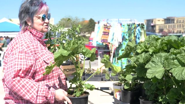 2020 Farmers Market