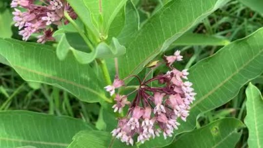 200 - Milkweed 
