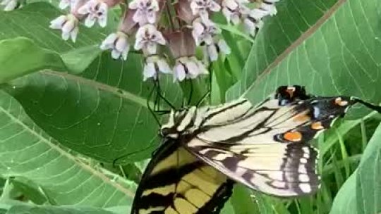 203 - Butterfly 4