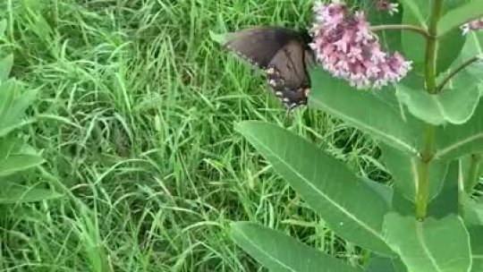 202 - Butterfly 3