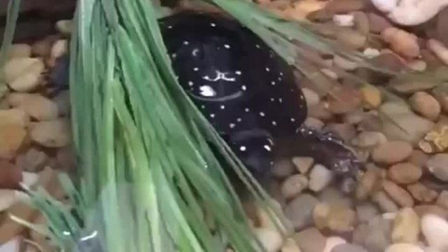 Spotted turtle