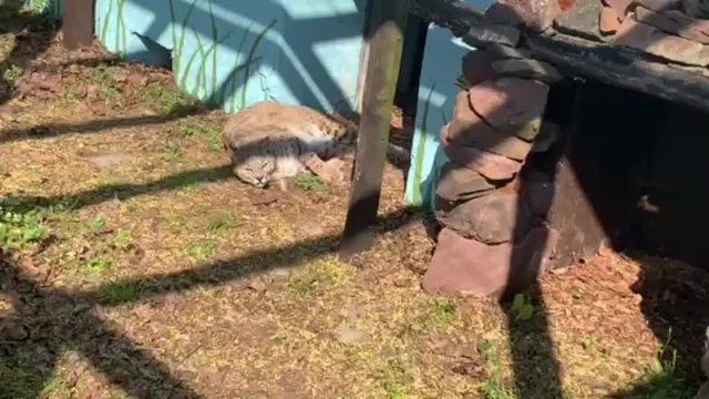 Bobcat