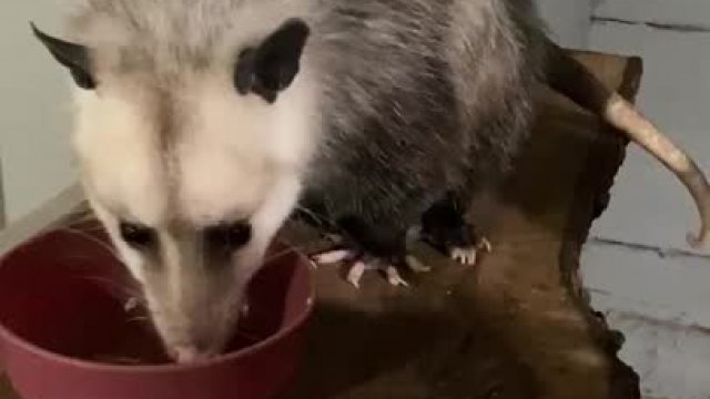 Enjoy Penny eating her breakfast