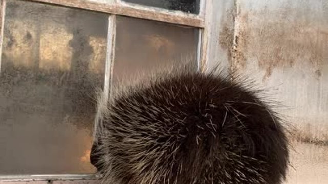 Porcupines defense system