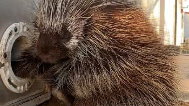 Porcupines inhabit wooded areas