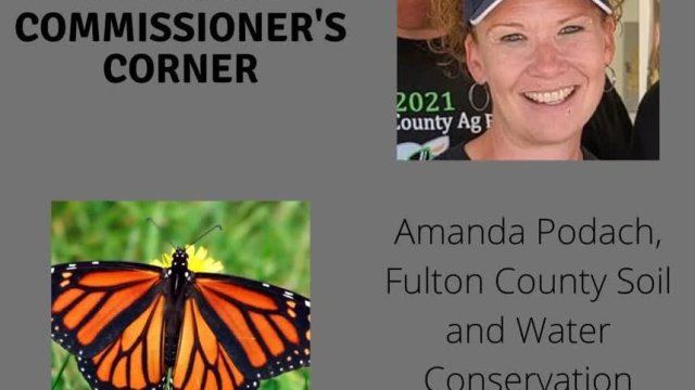 Monarchs and More