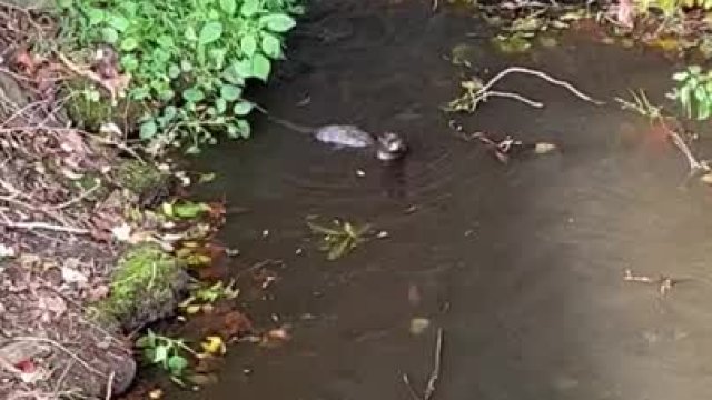 OCTOBER OTTER-NOSOUND