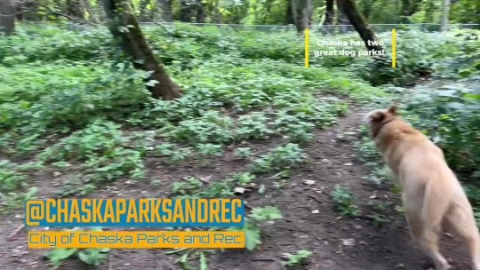 22 - Dog Park 1080p