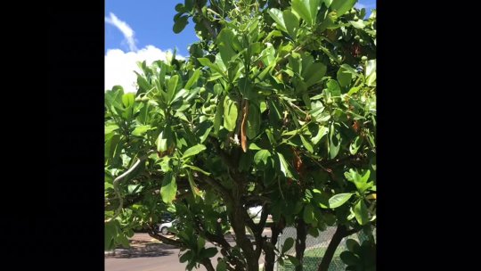 567 - How to Sew a Puakenikeni Lei