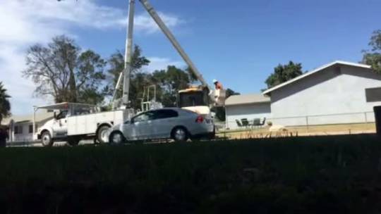 Tree Removal
