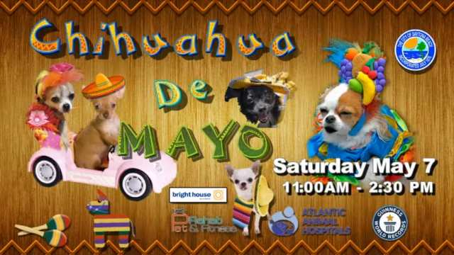 Chihuahua de Mayo