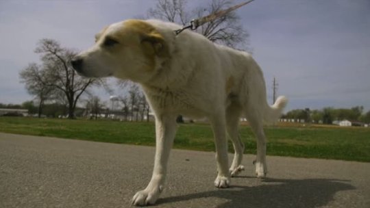 Spay and Neuter Your Pets